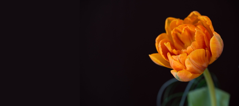 bloom, orange color, softness, flowering plant, flower arrangement, 4K, fragility, label possibility, flower head, schnittblume, close up, text dom, petal