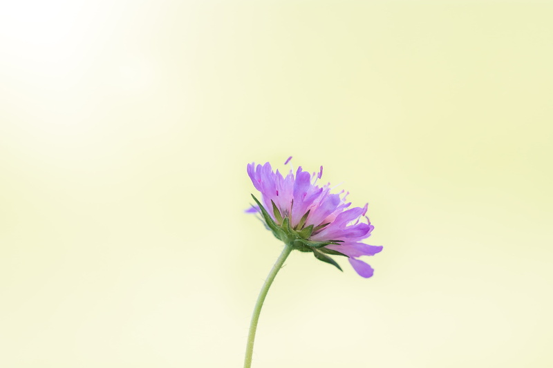 no people, deaf-skabiose, flowering plant, close, freshness, softness, petal, vulnerability, nature, side, summer, purple, flower, beauty in nature, growth