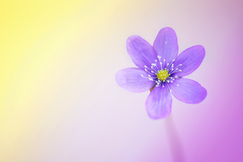 no people, indoors, spring flower, 1080P, pollen, copy space, text dom, closeup, vulnerability, inflorescence, flower Head, studio shot, pink Color, flower