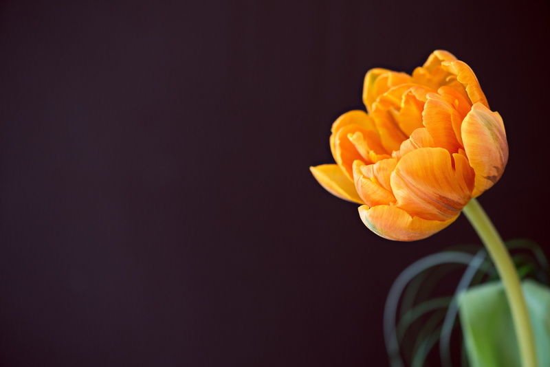 close, photo, flowering plant, bloom, flower head, beauty in nature, schnittblume, blossom, orange, plant, indoors, negative space, no people, freshness