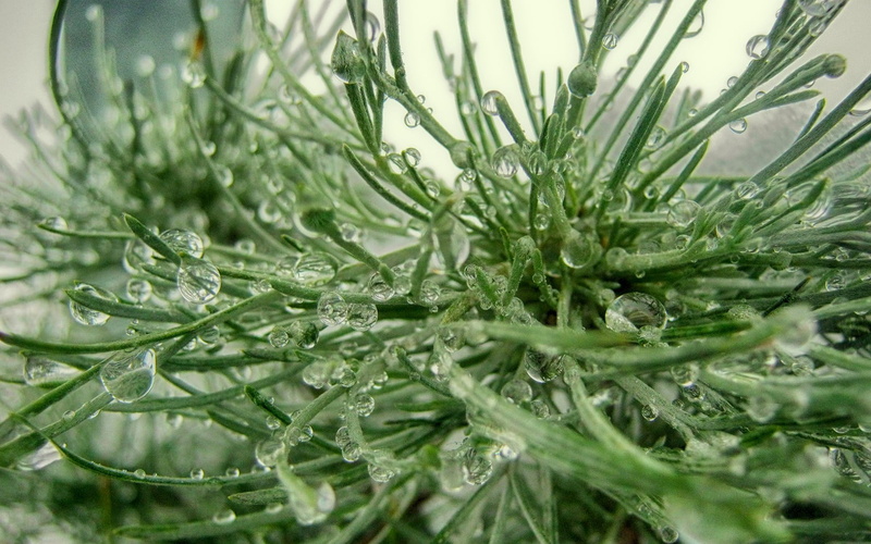720P, needle - plant part, nature, water, winter, coniferous tree, plant, full frame, no people, backgrounds, plant part, growth, drop, wet, water drops