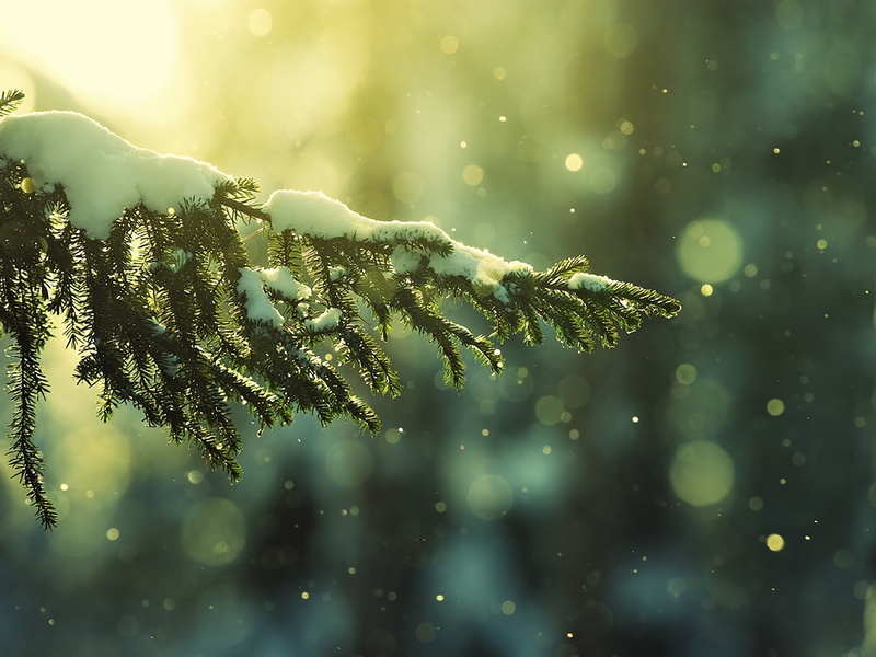 snow, snowing, 1080P, cold temperature, tranquility, rainy season, pine trees, coniferous tree, green color, depth of field, outdoors, frozen, plant, focus on foreground