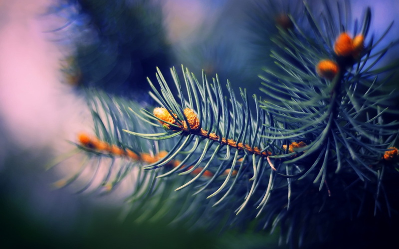 plants, christmas, branch, spruce Tree, green, day, decoration, orange color, tree, close-up, 2K, plant part, backgrounds, nature, season, pine Tree, outdoors