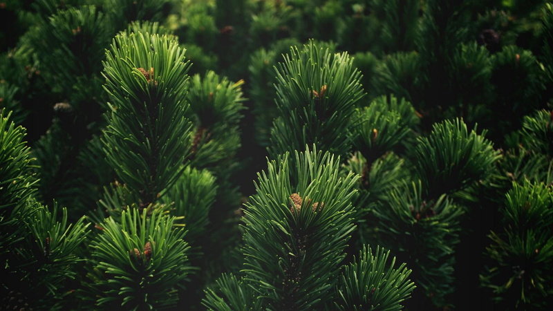 needle, tree, close, tranquility, beauty in nature, plant part, outdoors, close-up, full frame, no people, pine, green color, needle - plant part, branch