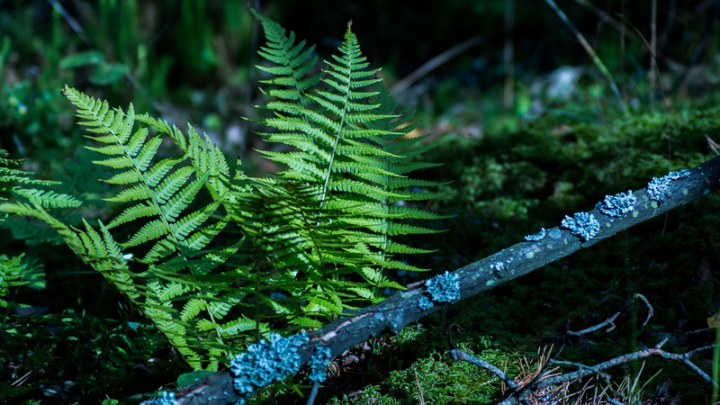 2K, beauty in nature, Masuria, freshness, no people, nature, pine tree, leaf, wood, outdoors, fern, forest, focus on foreground, natural light, plant part