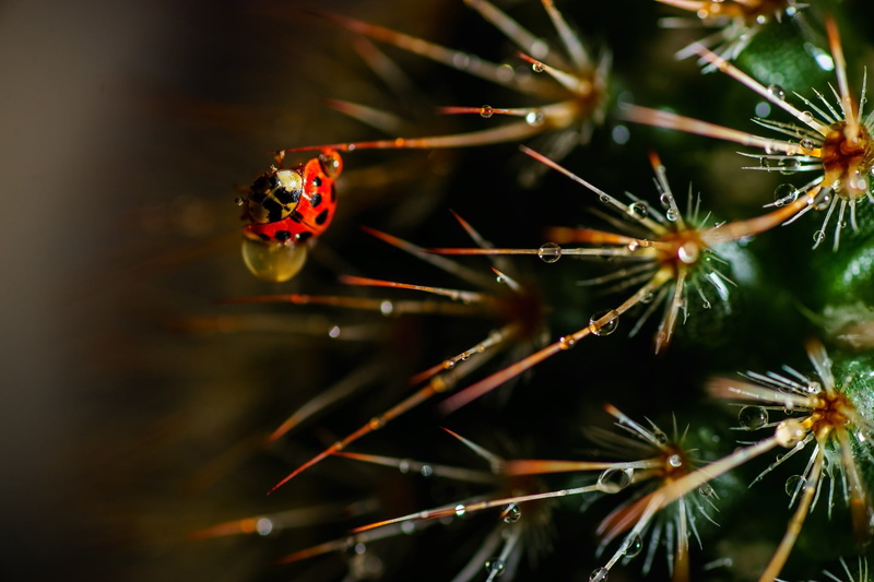coniferous tree, focus on foreground, water drops, plant, growth, flower, beauty in nature, photography, outdoors, no people, tree, insect, needle - plant part