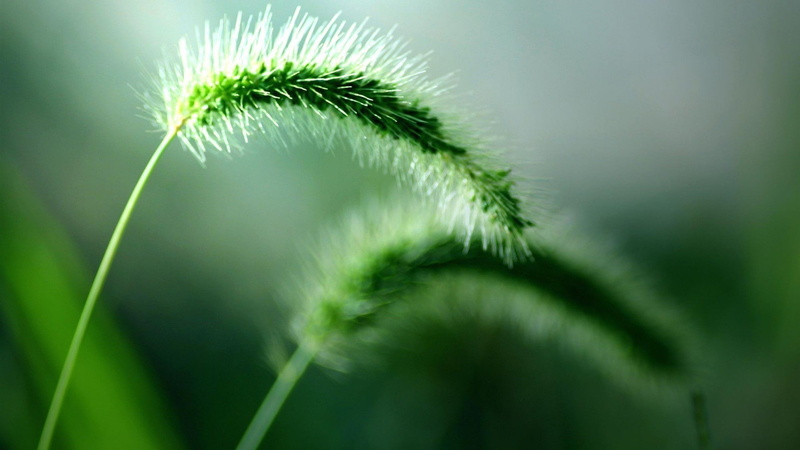 outdoors, grass, selective focus, growth, close-up, macro, vulnerability, nature, no people, fragility, pine tree, day, green, leaf, plant, plants, needle - plant part