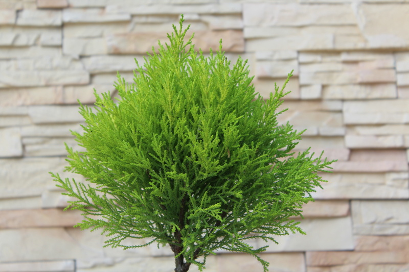 built structure, coniferous tree, trees, needle - plant part, building exterior, tree, close-up, nature, green, wall - building feature, potted plant, cactus