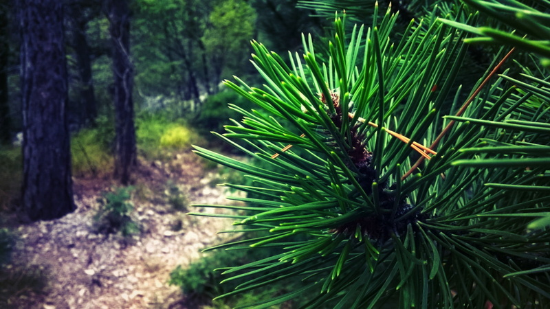forest, green color, animal, nature, 1080P, day, beauty in nature, tree, land, close-up, tranquility, outdoors, animals in the wild, plants, closeup, tranquil scene