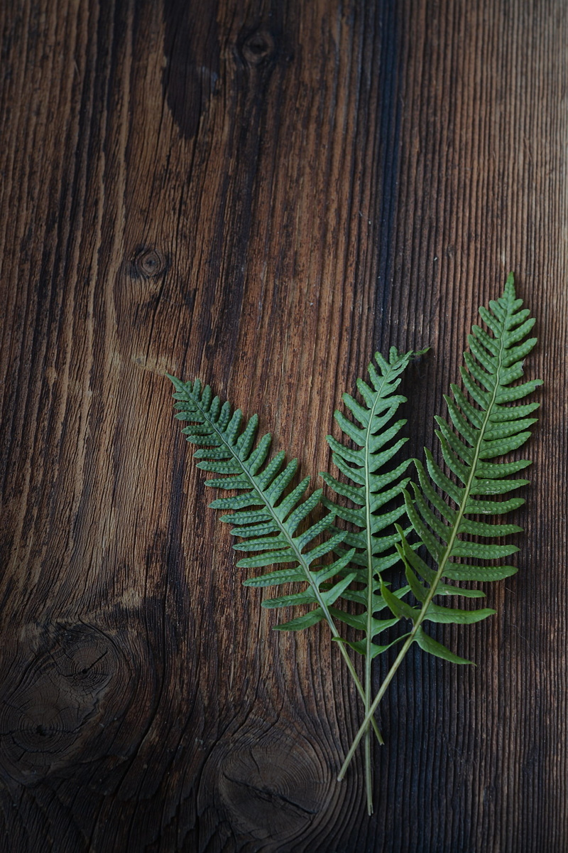 tree, nature, leaf, growth, wood, fern, close-up, plant, wood - material, green color, pine tree, brown, 1080P, plant part, no people, indoors, leaves