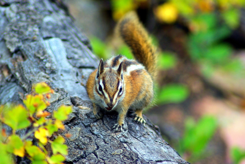 no people, plant, wildlife, chipmunk on fern lake trail, small, natural, one animal, close-up, woods, day, selective focus, animals in the wild, chipmunk