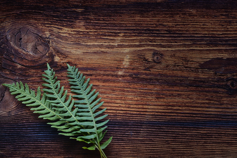 text dom, no people, panel, plant part, growth, backgrounds, fern, close, 1080P, brown, plant, natural pattern, beauty in nature, leaf, nature, textured