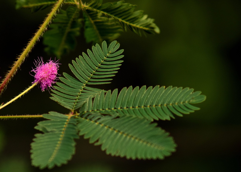 fern, no people, pink, pink flower, Mimosa, sensitive, 5K, outdoors, nature, summer, Bloom, tree, flower, growth, Blossom, delicate flower, shy, vulnerability