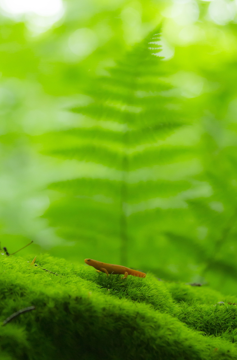 animals in the wild, growth, fern, one animal, beauty in nature, focu, 4K, explore, plant part, leaf, invertebrate, animal, moss, blur, green color, lizard
