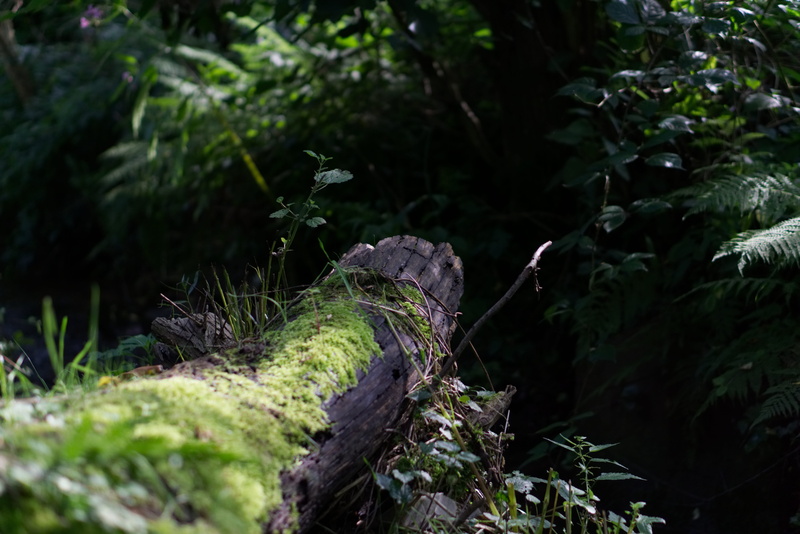 small aperture, outdoors, vertebrate, green, green color, bach, tranquility, beauty in nature, leaves, 5K, focus on foreground, forest, wood, earth, nature