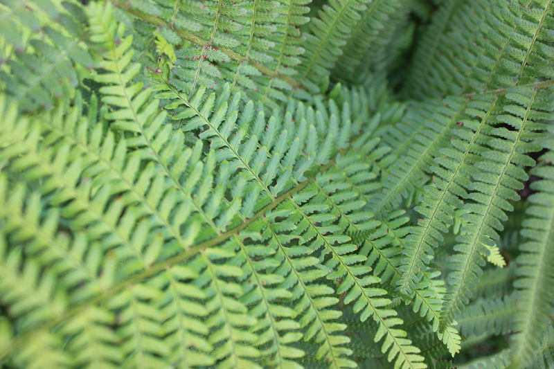 5K, day, freshness, leaf, no people, fern plant, close, macro, small fern, fern leaf, young leaves, beauty in nature, coniferous tree, nature, full frame