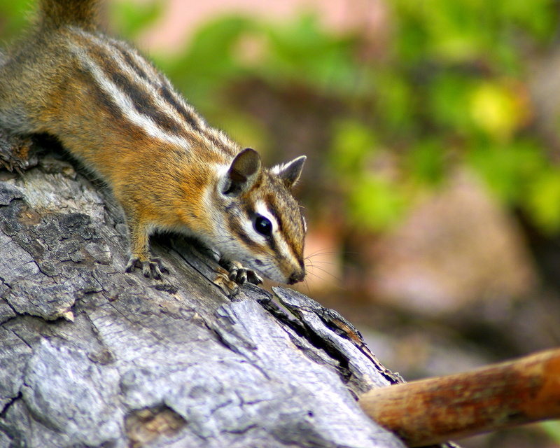 animals in the wild, fern lake trail chipmunk, day, woods, small, no people, branch, forest, natural, animal wildlife, 2K, focus on foreground, chipmunk
