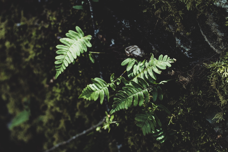 woods, tree, plant, leaf, no people, land, selective focus, beauty in nature, focus on foreground, 5K, forest, adventure, green color, fern, day, small
