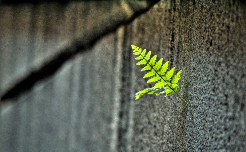 plant part, sunlight, plant, Wall, no people, day, beauty in nature, focus on foreground, concrete, close-up, built structure, rough, outdoors, Aero, architecture