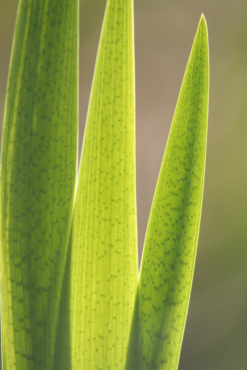 grass, vibrant color, small plant, leaf fern, palm leaf, selective focus, natural pattern, beauty in nature, close, outdoors, no people, freshness, botany