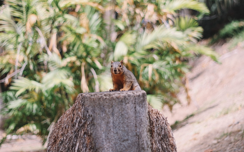 animal themes, fern, palm tree, outdoors, tree, animal wildlife, selective focus, stump, conifer, no people, photography, selective, detail, united states