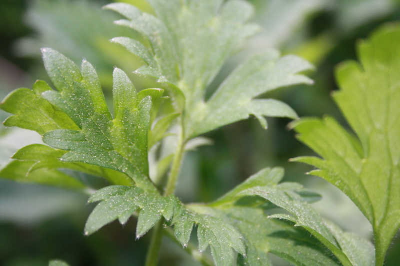 food and drink, fern, focus on foreground, freshness, growth, 4K, close-up, plant, plant part, day, outdoors, green leaf, green, beauty in nature, food