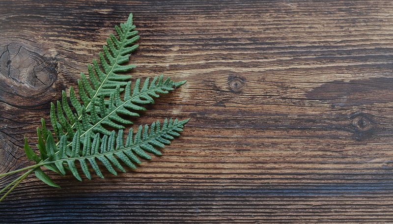 plank, surface, natural pattern, wood grain, brown, backgrounds, indoors, beauty in nature, close, nature, leaves, growth, textured, text dom, needle - plant part