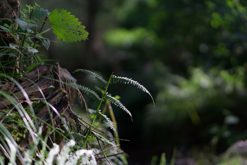 soft, tree, leaf, no people, soft bokeh, fragility, outdoors, selective focus, close, grasses, plant, blur, close-up, plant part, vulnerability, focus on foreground