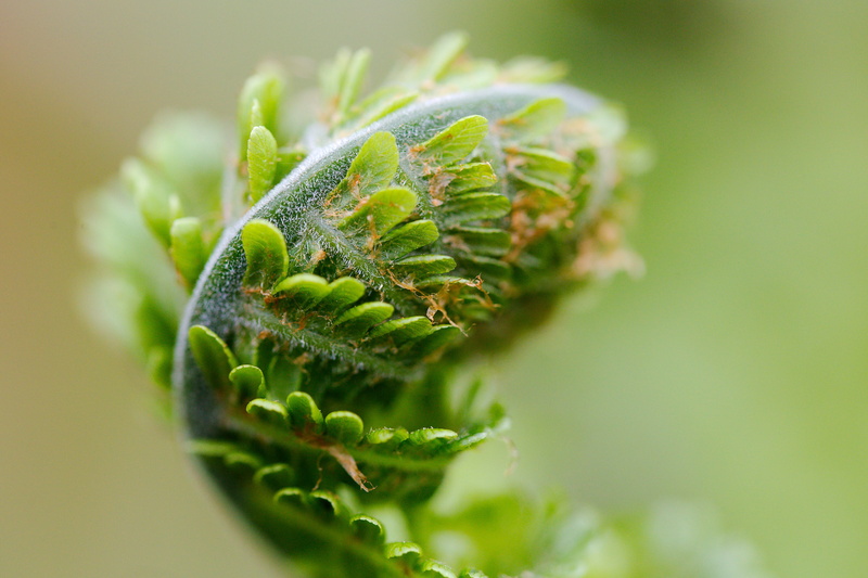 close-up, growth, nature, leaf, selective focus, grass, food and drink, coniferous tree, plant part, no people, beauty in nature, food, freshness, plant