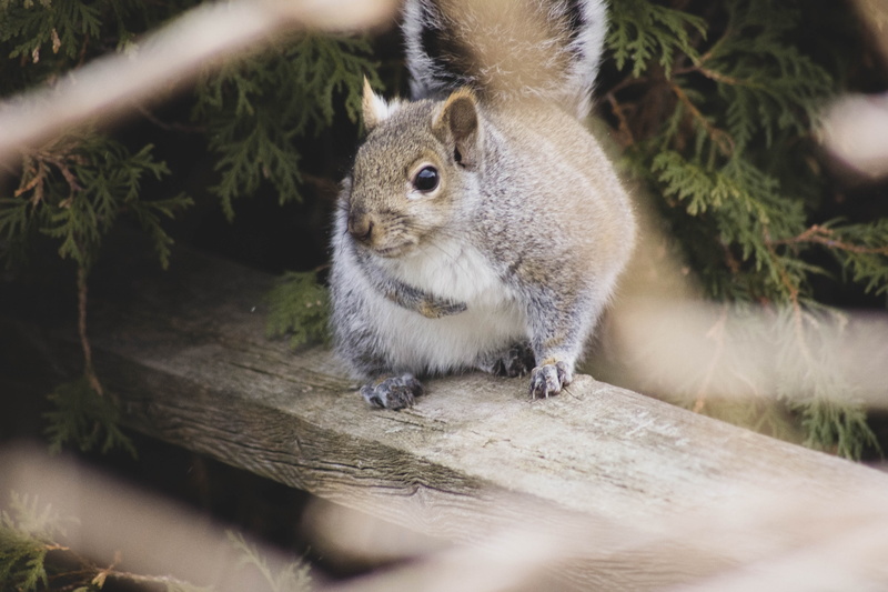 squirrel, selective focus, close-up, rodent, eating, snow, animal wildlife, cat, food, herbivorous, animal themes, mammal, abies, animal, closeup, plant