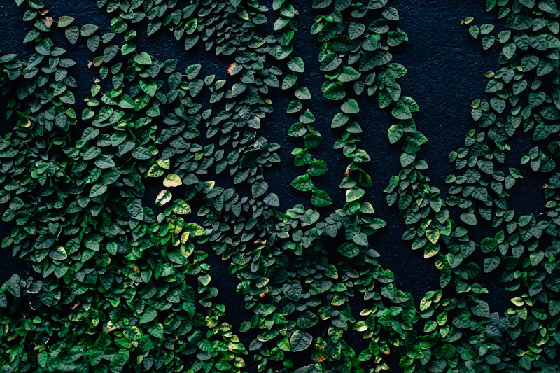 backgrounds, tranquility, wall - Building Feature, pattern, beauty in nature, plant part, leaves, backdrop, nature, environment, leaf, growth, abstract