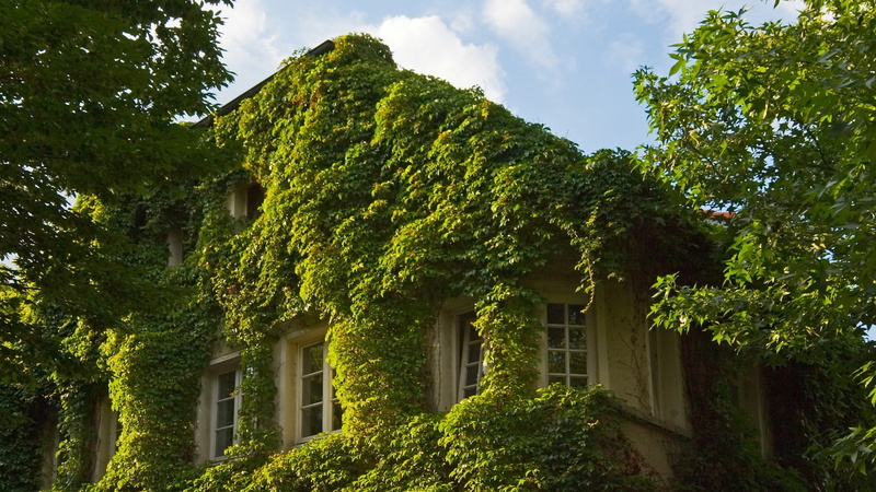 sky, house, old, white, growth, tree, old building, low angle view, outdoors, plant, ivy, green color, landscape, concrete, creeper plant, beauty in nature