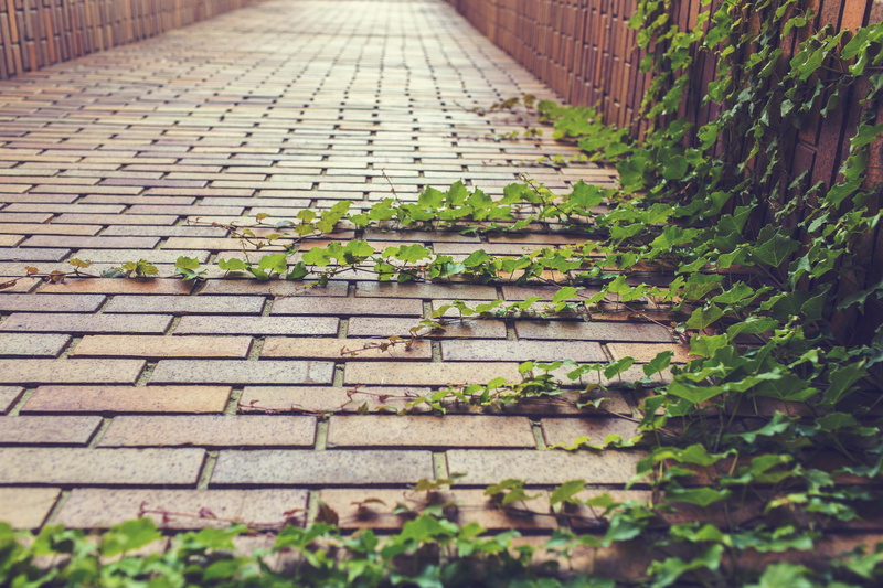 leaf, path, creeper, no people, day, diminishing perspective, bricks, cobblestones, surface level, selective focus, brickwork, agriculture, natural, green color