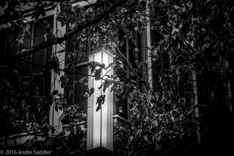leaves, growth, lamp, architecture, monochrome, 5K, tree, nature, plant part, building exterior, beauty in nature, no people, ivy, building, creeper plant