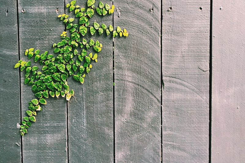 natural, leaves, fragility, growth, fence, freshness, leaf, vulnerability, beauty in nature, gray, branch, plant, nature, wall - building feature, no people