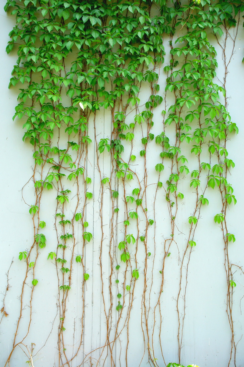 close-up, vine, tree, green leaf, plant part, beauty in nature, growth, 2K, plant, food and drink, outdoors, wall - building feature, healthy eating, creeper plant