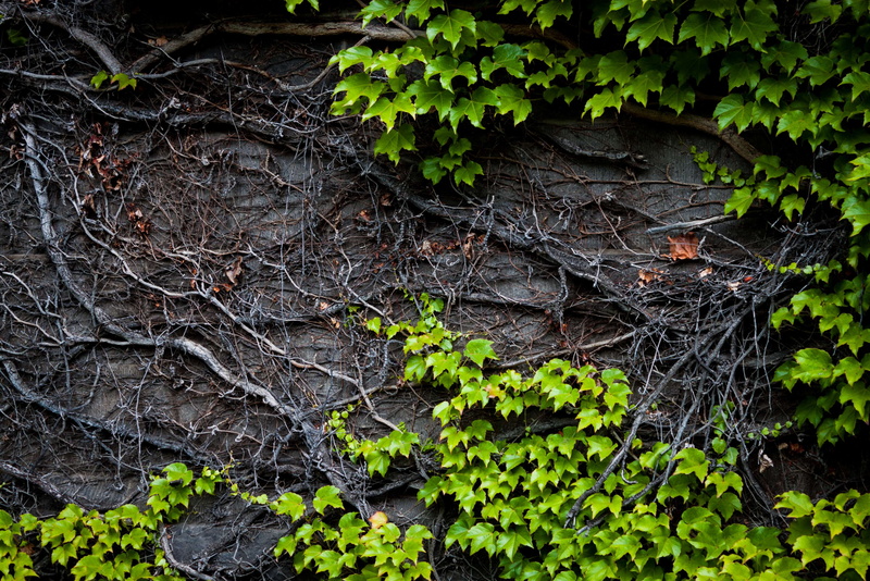 green, textured, plant roots, green ivy, tranquility, day, no people, trunk, close-up, outdoors, 4K, forest, plant regrowth, tree, land, creeper plant