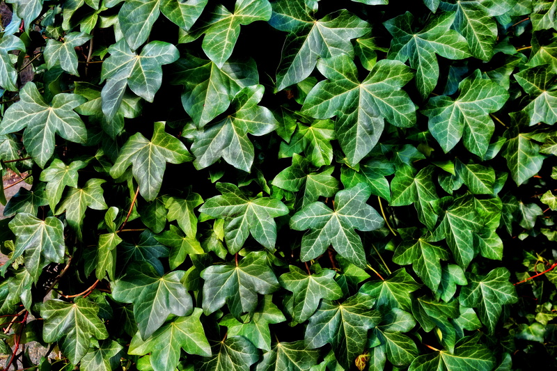 fragility, plant part, climber plant, vulnerability, herb, full frame, leaf, foliage, freshness, high angle view, no people, nature, creeper, 5K, tranquility