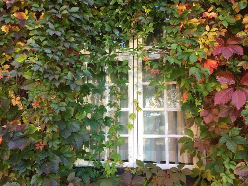 no people, growth, ivy, window, creeper plant, virginia creeper, day, architecture, nature, tree, building exterior, leaves, built structure, 4K, climbing plant