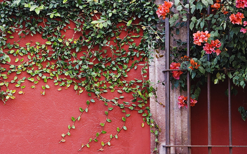 ivy, pattern, tree, flowers, window, close-up, built structure, plant part, outdoors, red, freshness, nature, leaves, flowering plant, brick, wall, plant