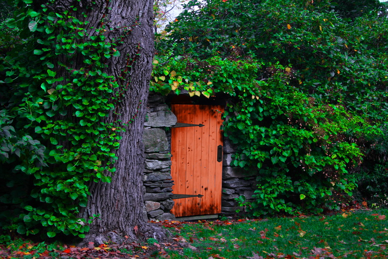 built structure, door, day, 5K, no people, vines, tree, wood - material, tree trunk, green color, creeper plant, outdoors, nature, plant, plant part, growth