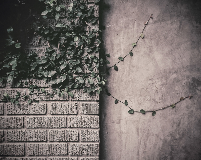 bricks, building exterior, architecture, close-up, growth, closeup, wall - building feature, green, nature, textured, leaf, green color, leaves, wall, ivy