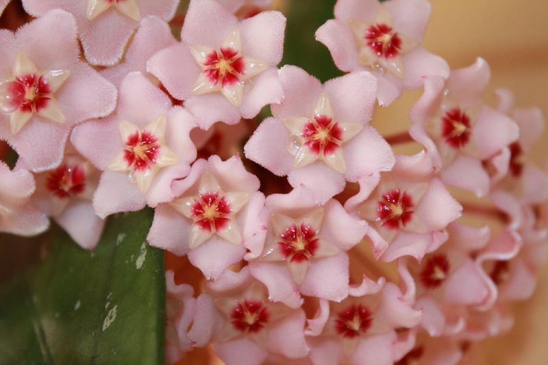 flower head, nature, petal, bouquet, creeper, pink color, beauty in nature, pollen, flower, 4K, bunch of flowers, flower arrangement, freshness, close-up