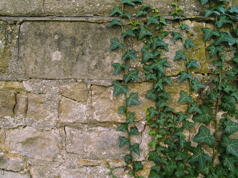 day, no people, growth, facade, built structure, beauty in nature, backgrounds, full frame, architecture, wall - building feature, stone wall, nature, plant