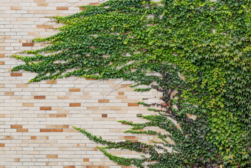 wall - building feature, brick, built structure, building exterior, ivy, green color, wall, tree, leaves, vine, nature, foliage, high angle view, creeper plant