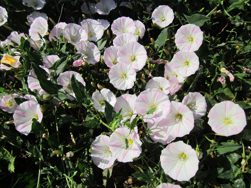 spring, outdoors, high angle view, close-up, flower head, arvensis, sunlight, vulnerability, fragility, petal, Convolvulus Arvensis, beauty in nature, purple