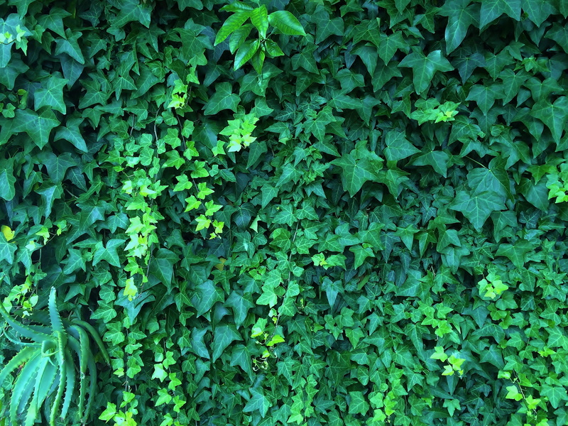 lush foliage, creeper plant, land, the vine, wall, Midori, close-up, growth, freshness, textured, 2K, day, fence, nature, green, green Color, no people