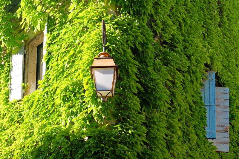 tree, growth, house, vigne, near, day, building, nature, lush foliage, hedge, low angle view, outdoors, no people, built structure, ivy, foliage, façade