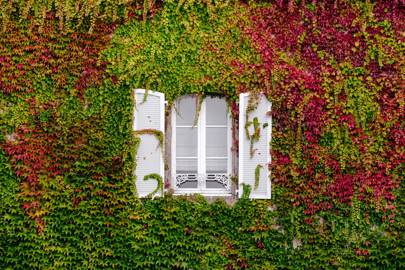 lush, plant, bretagne, france, cover, vegetation, built structure, ivy, leaf, glass, natural light, facade, green, day, blind, nature, building exterior