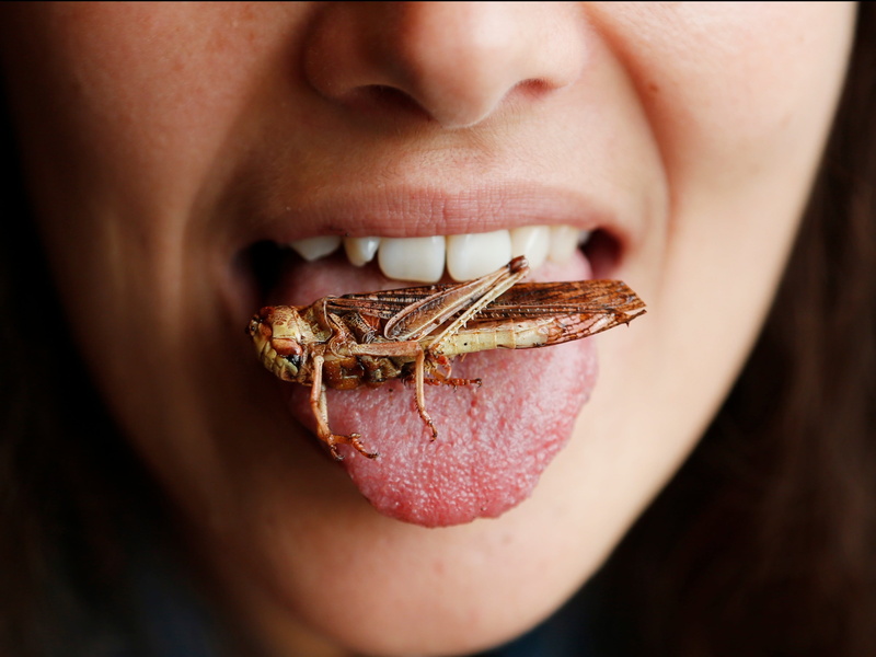 2K, grasshopper, one animal, human face, women, one person, biting, black background, human body part, eating, close-up, child, childhood, teenager, food and drink